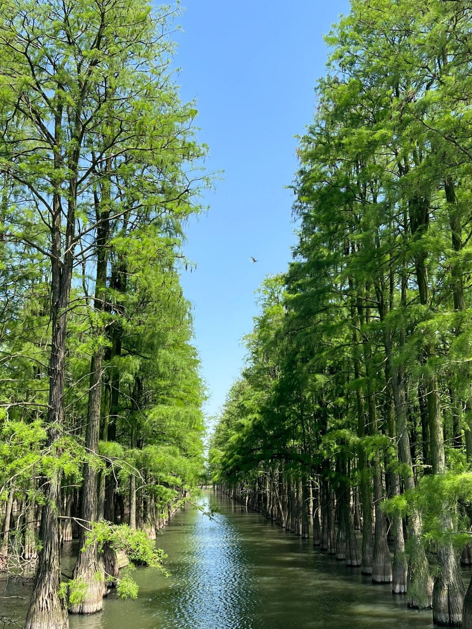涨渡湖湿地森林公园 新洲区涨渡湖湿地公园,看水杉和飞鸟 	 初夏水杉