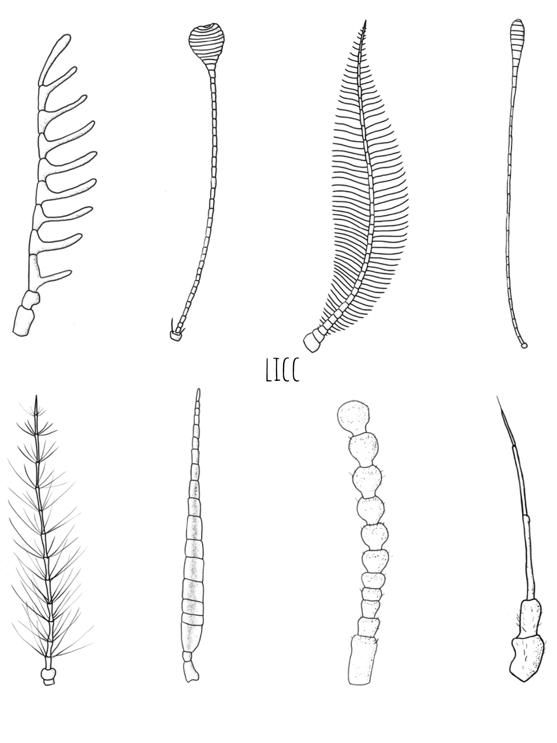插画 | 触角 antenna 画了16种常见的昆虫触角 很喜欢这种精致奇妙