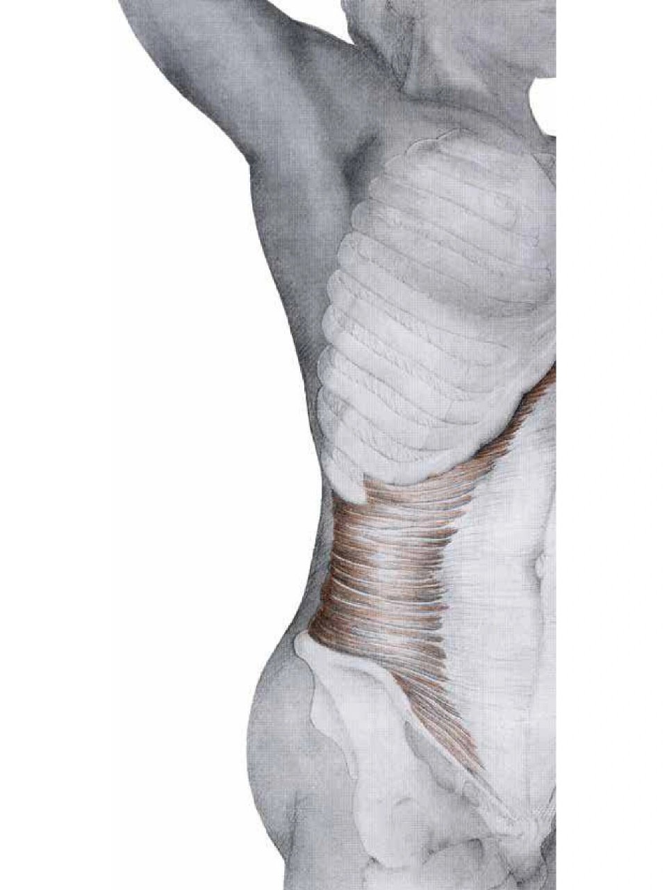 腹部功能——腹横肌 腹横肌的位置: 腹部左右两侧各有一块腹横肌(图2