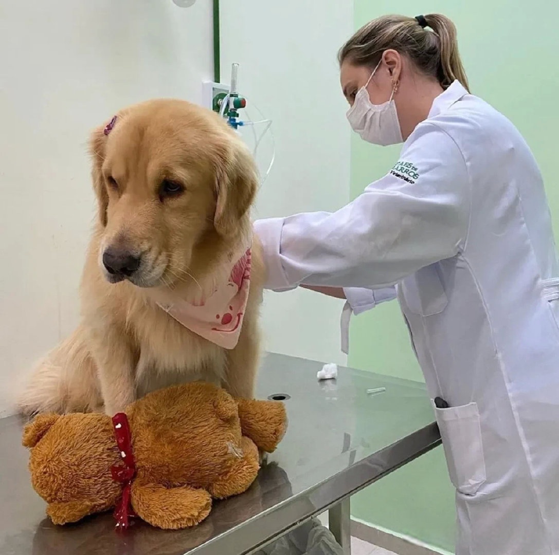 网友家这只金毛每次去看医生都会很害怕,于是它找个一个神器陪着它