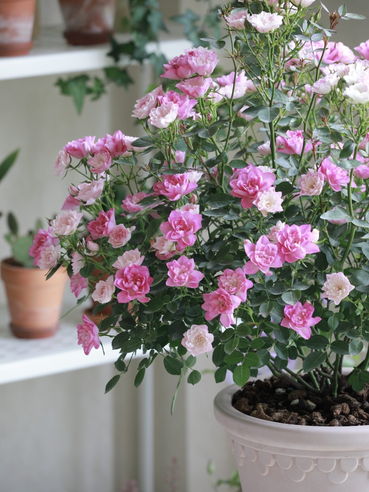 月季控/阳台党友好的天荷繁星