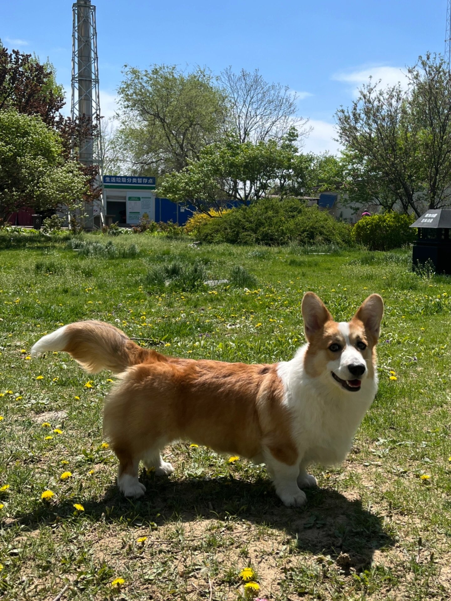 原来柯基有尾巴呀! 我第一次看见有尾巴的柯基