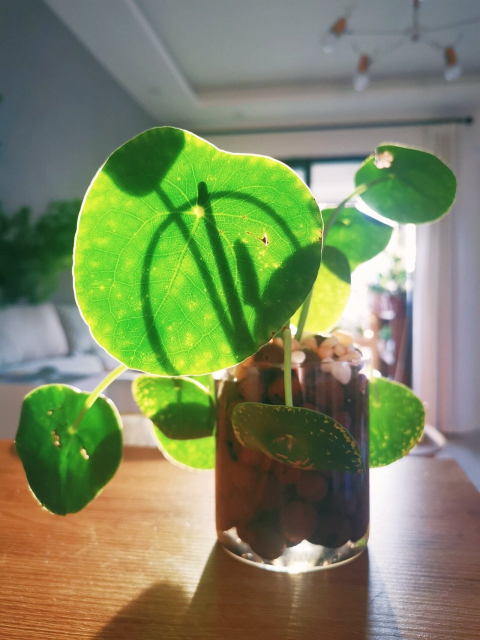 怎样水培一棵镜面草 大株镜面草掉下一个侧枝,水培起来.