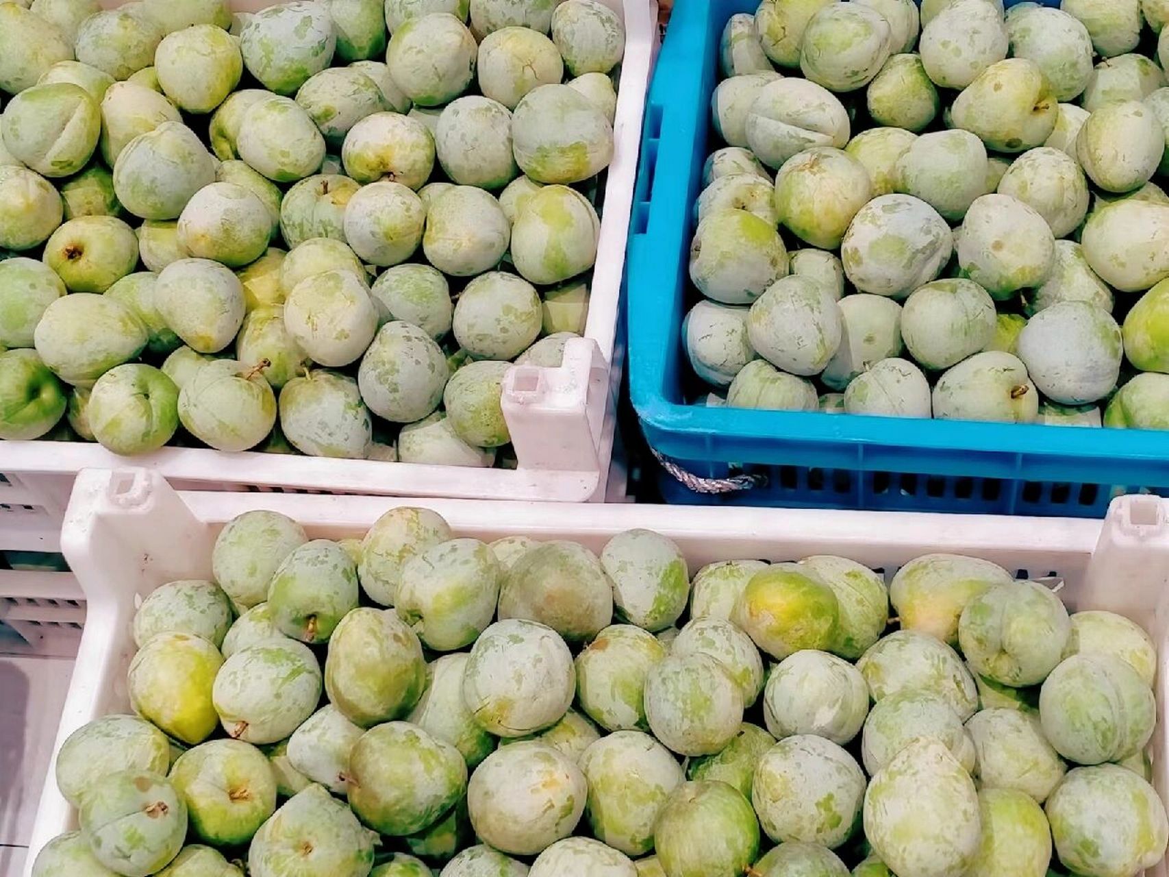 浦江桃形李系蔷薇科李属"中国李"中的一个品种 是金华市浦江县名特优