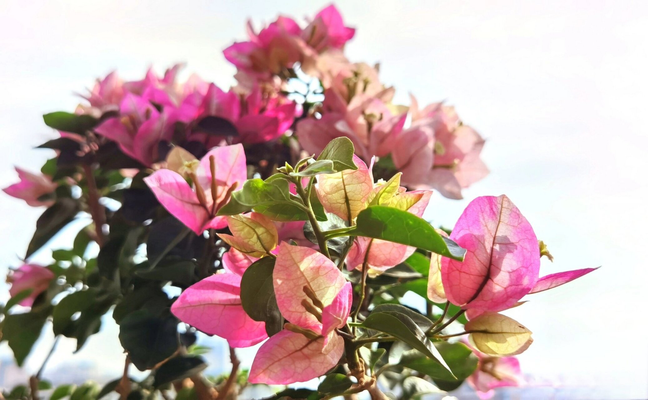 三角梅:末代皇帝? 末代皇帝么?记不得去年入手的啥品种了