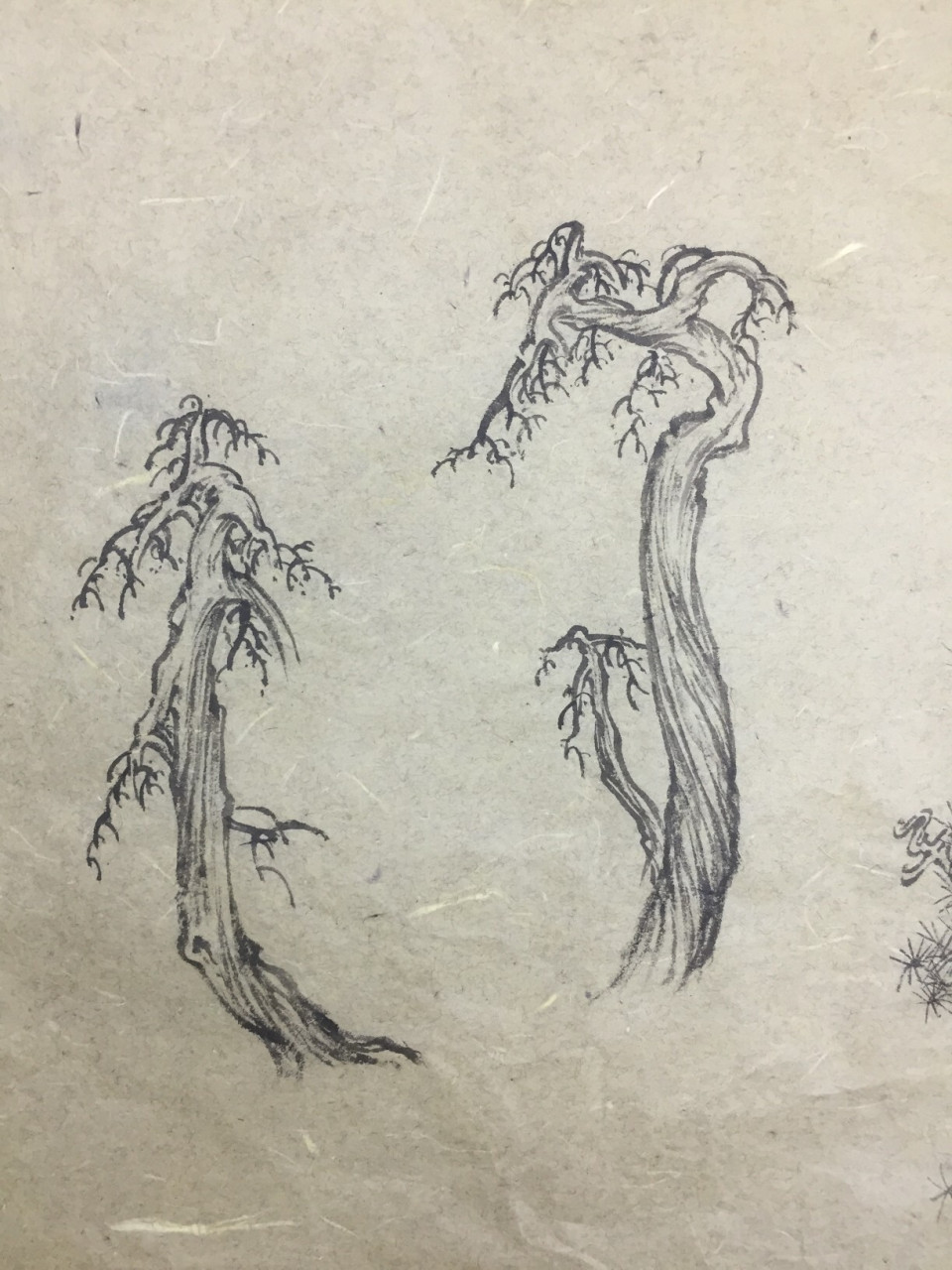 第十二节松树柏树画法