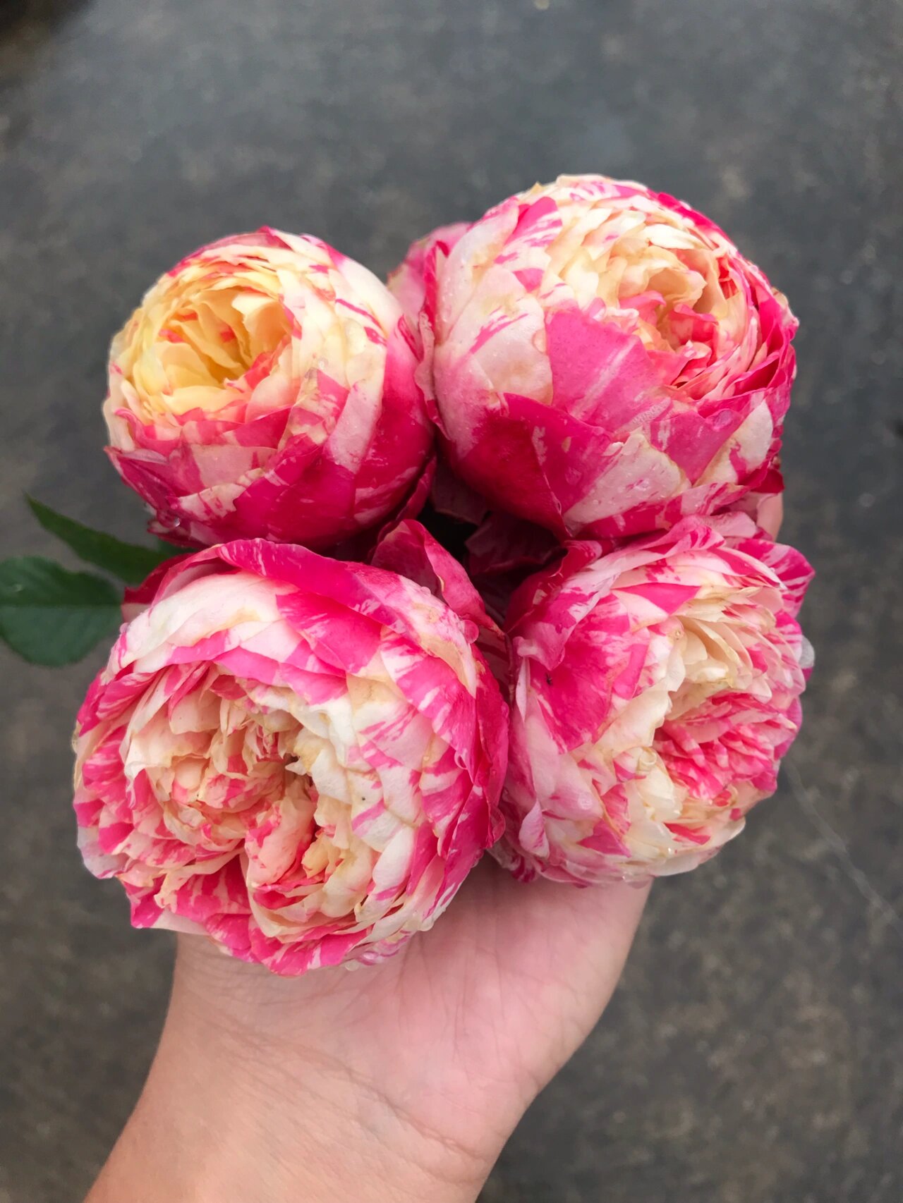 月季狂欢派对 图1-3秋天的狂欢派对是个包子,圆滚滚的很可爱.