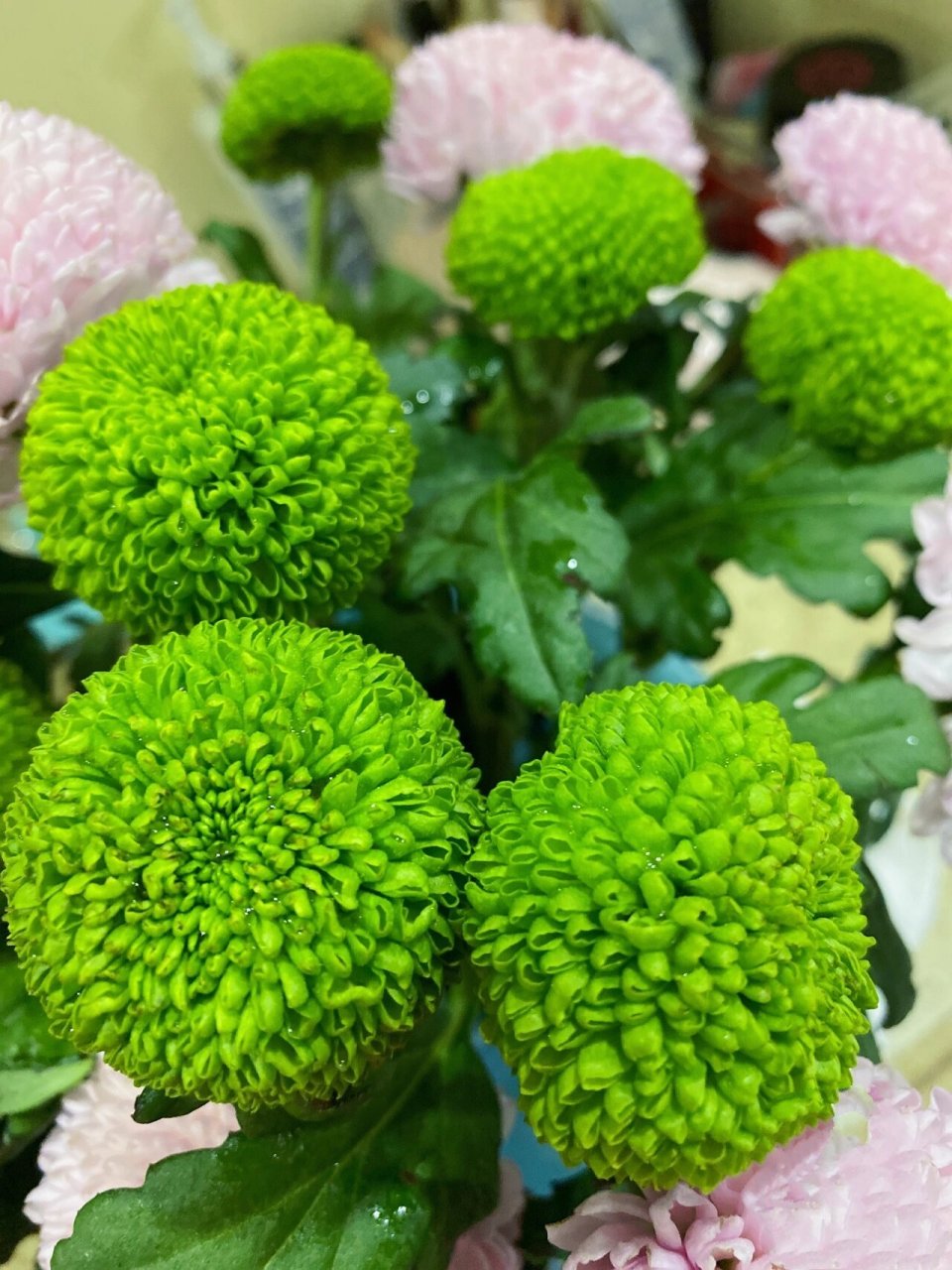 乒乓菊的花语是什么