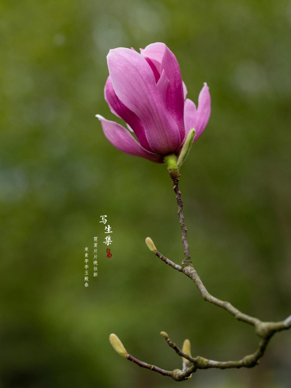 紫玉兰|春天的花|辛夷花 霓裳片片晚妆新, 束素亭亭玉殿春.