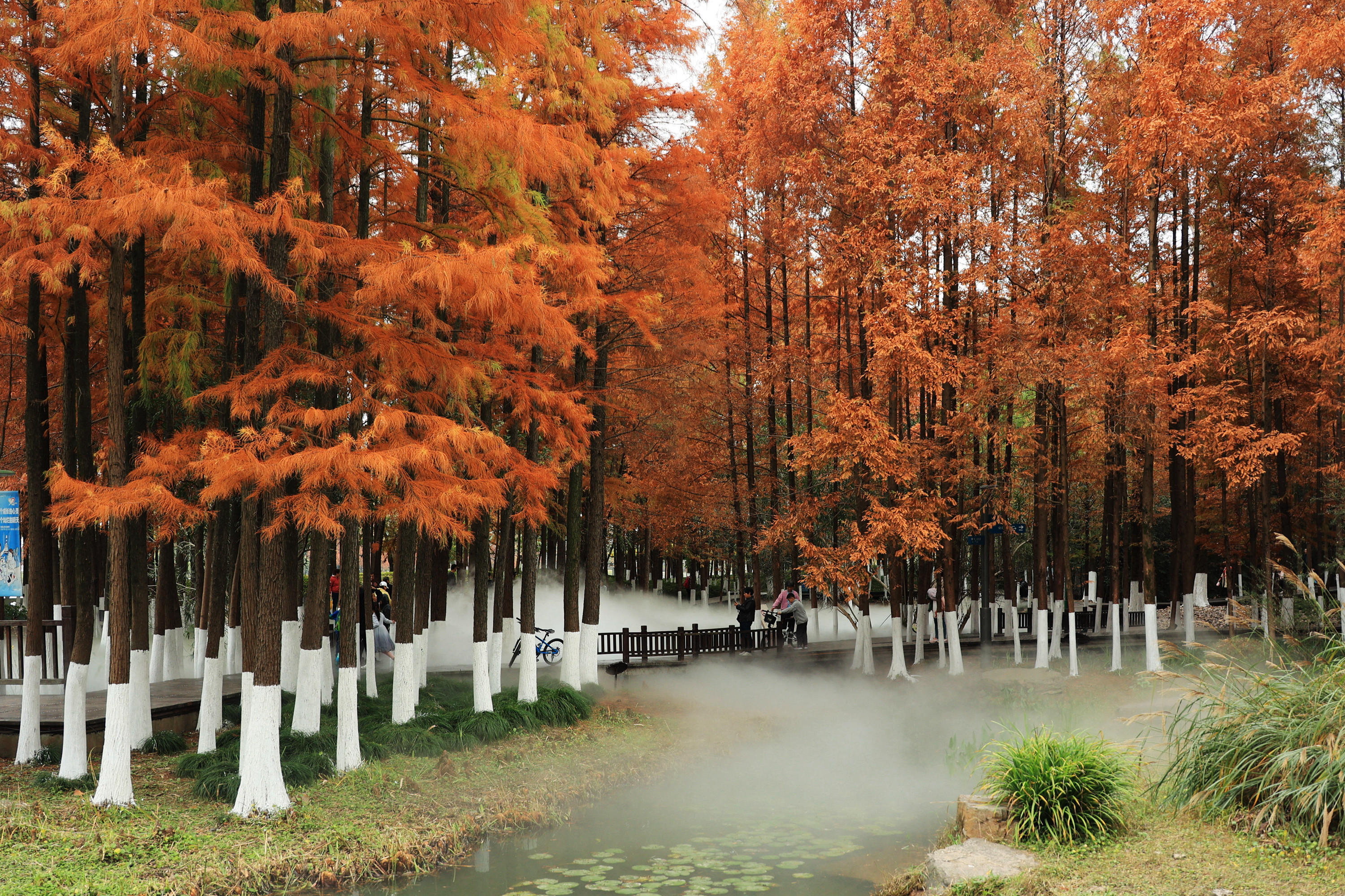 红杉,碧水,森雾,宁波日湖公园水杉林,如梦如幻,疑为仙界,却在人间