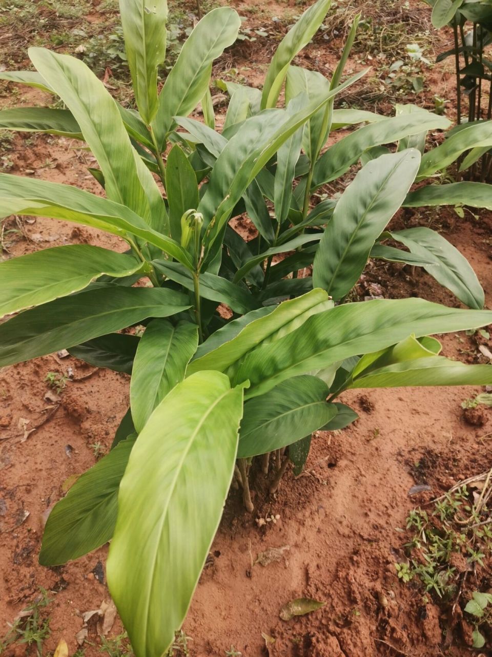南姜种植,今年的南姜生得比较漂亮,年底开 南姜种植,今年的南姜生得