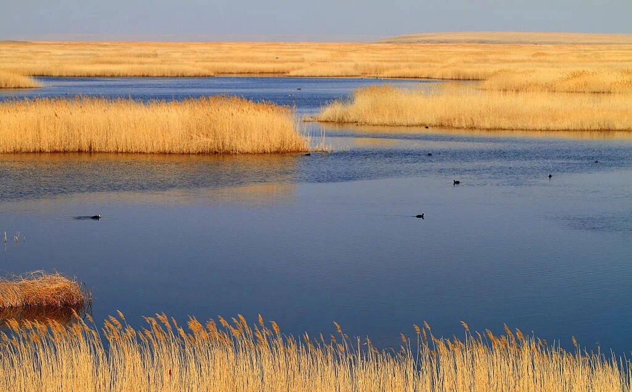 新疆 | 可可苏里景区 |939393  可可苏里 水乡泽国美景 可可