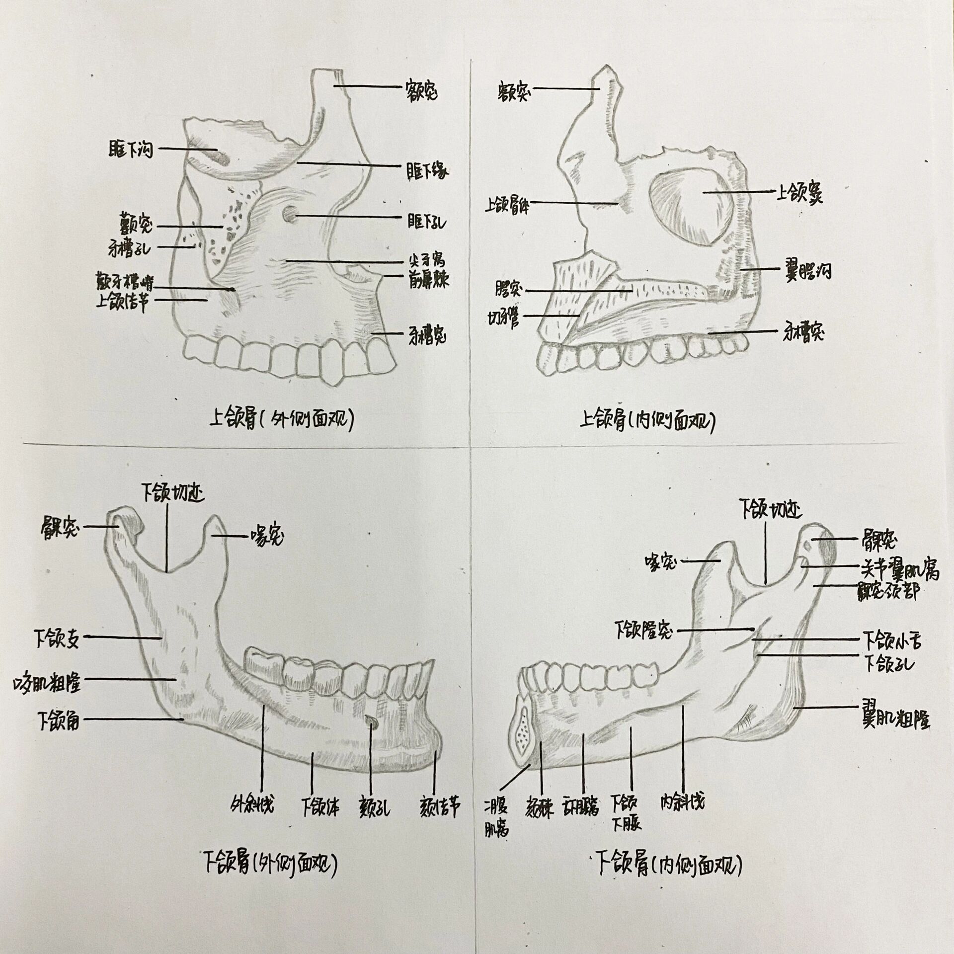 绘图 16615上,下颌骨21566上颌中切牙31566上颌尖牙415