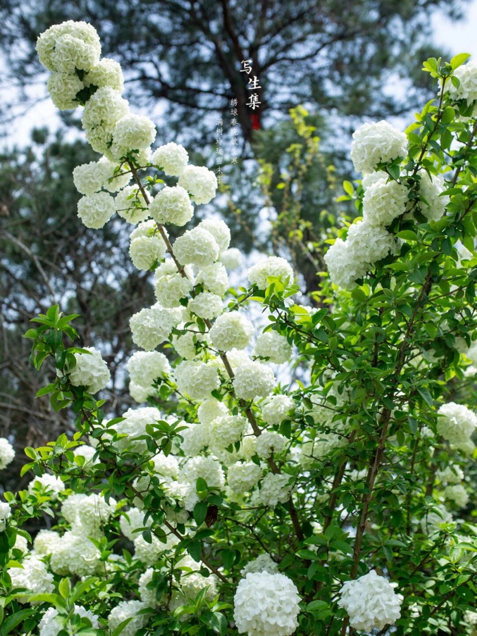 繡球莢蒾(學名:viburnum macrocephalum fort.