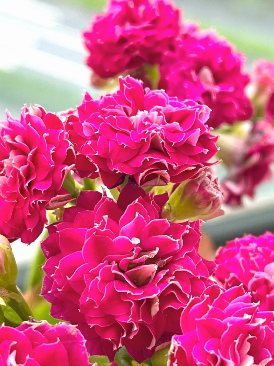 长寿花(55)吉祥如意～梅纱 超大花品种,深紫色超美