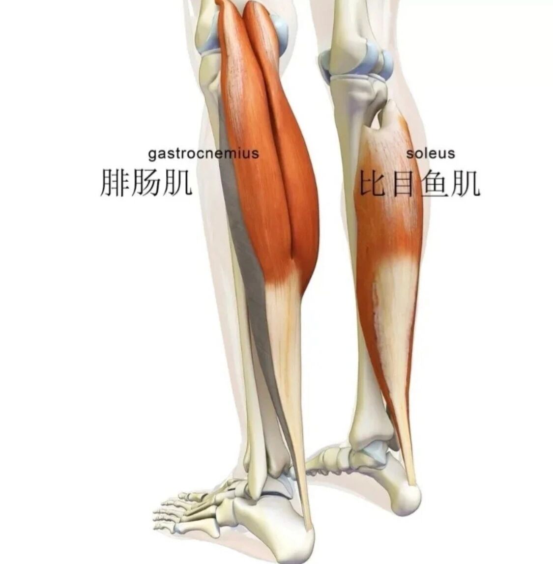 比目鱼肌锻炼图片