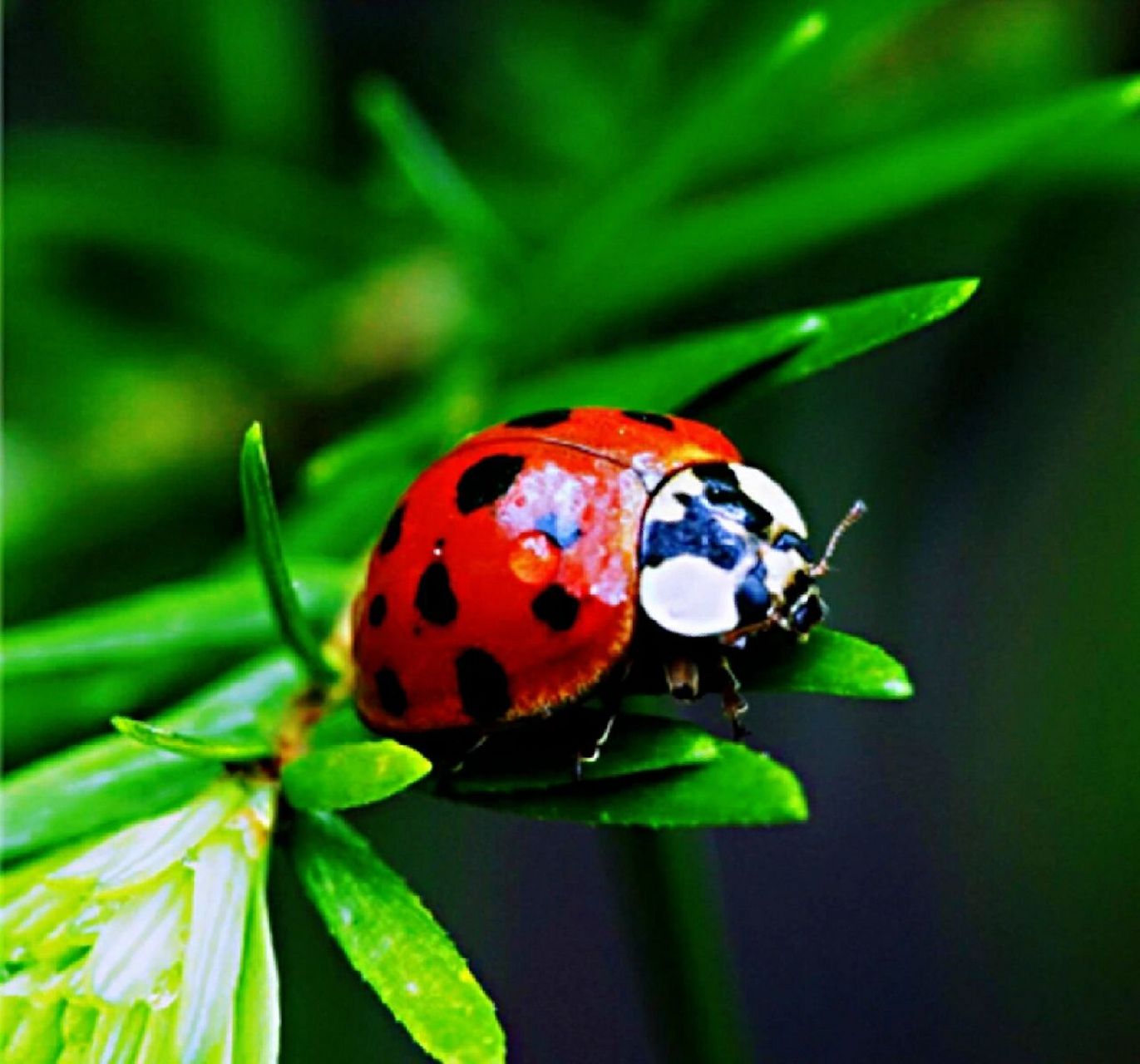 七星瓢虫,俗名"花大姐".