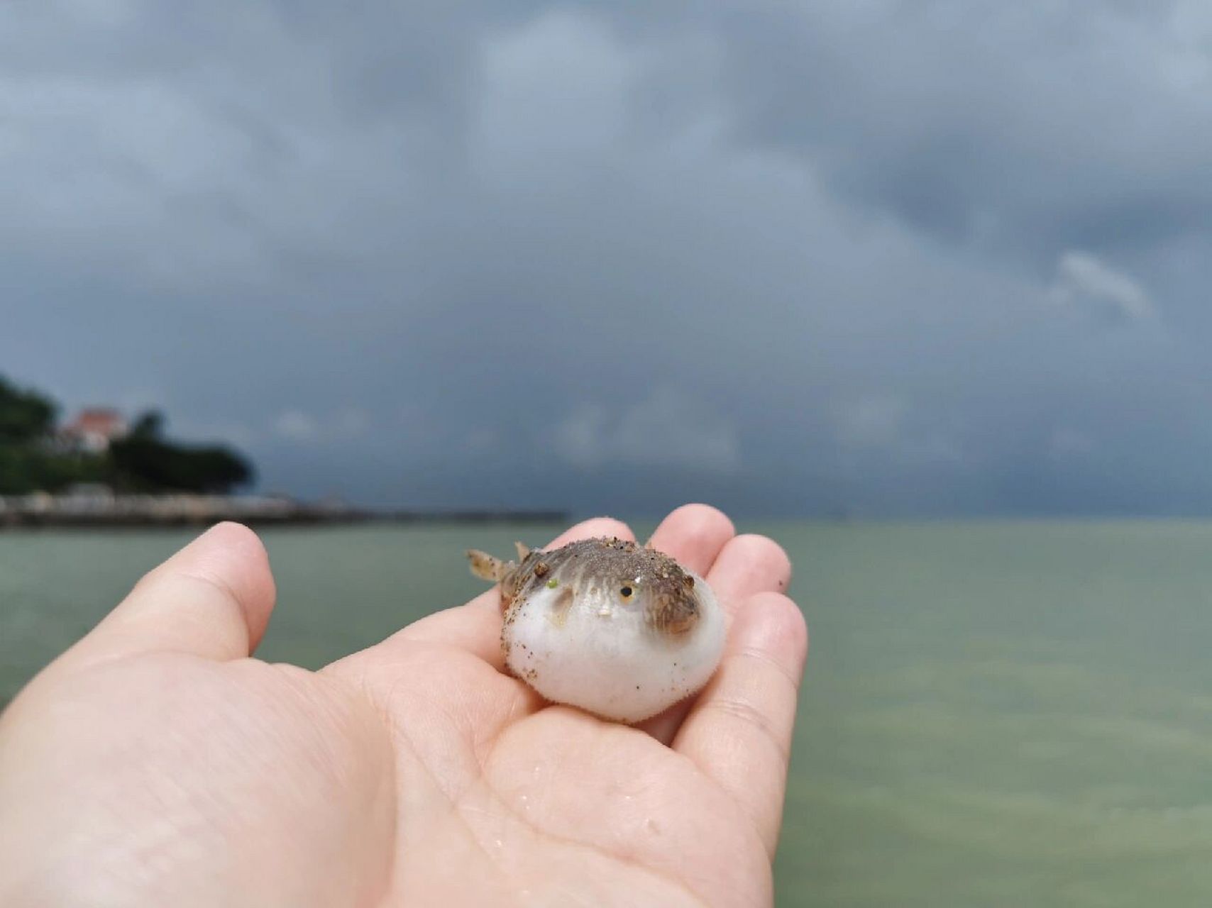 河豚是生活在海里的吗? 如果是,它为什么不叫海豚