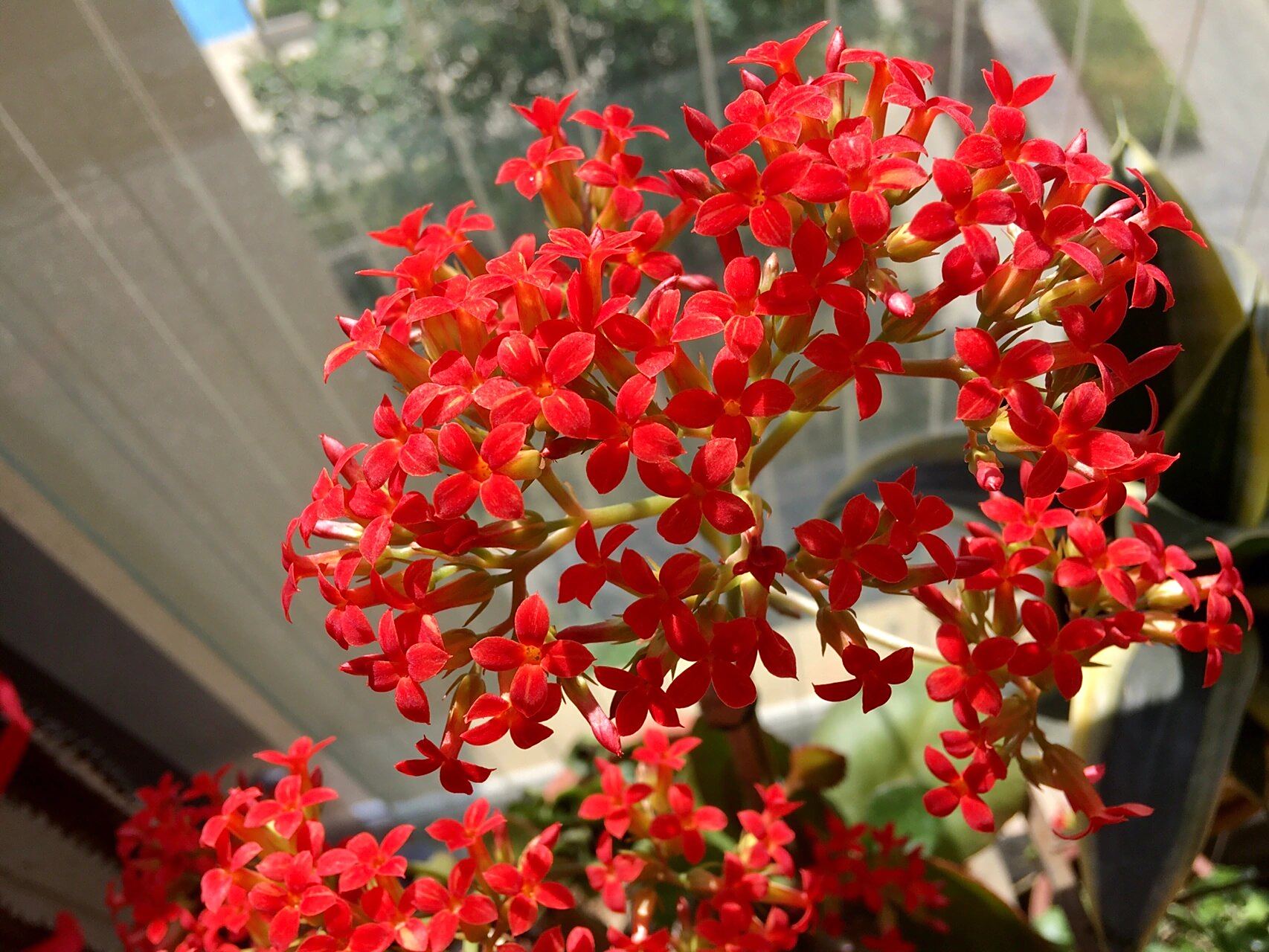 阳台上的大叶凤尾长寿花 这么小的花儿也能美得让人惊叹真是赏心悦目