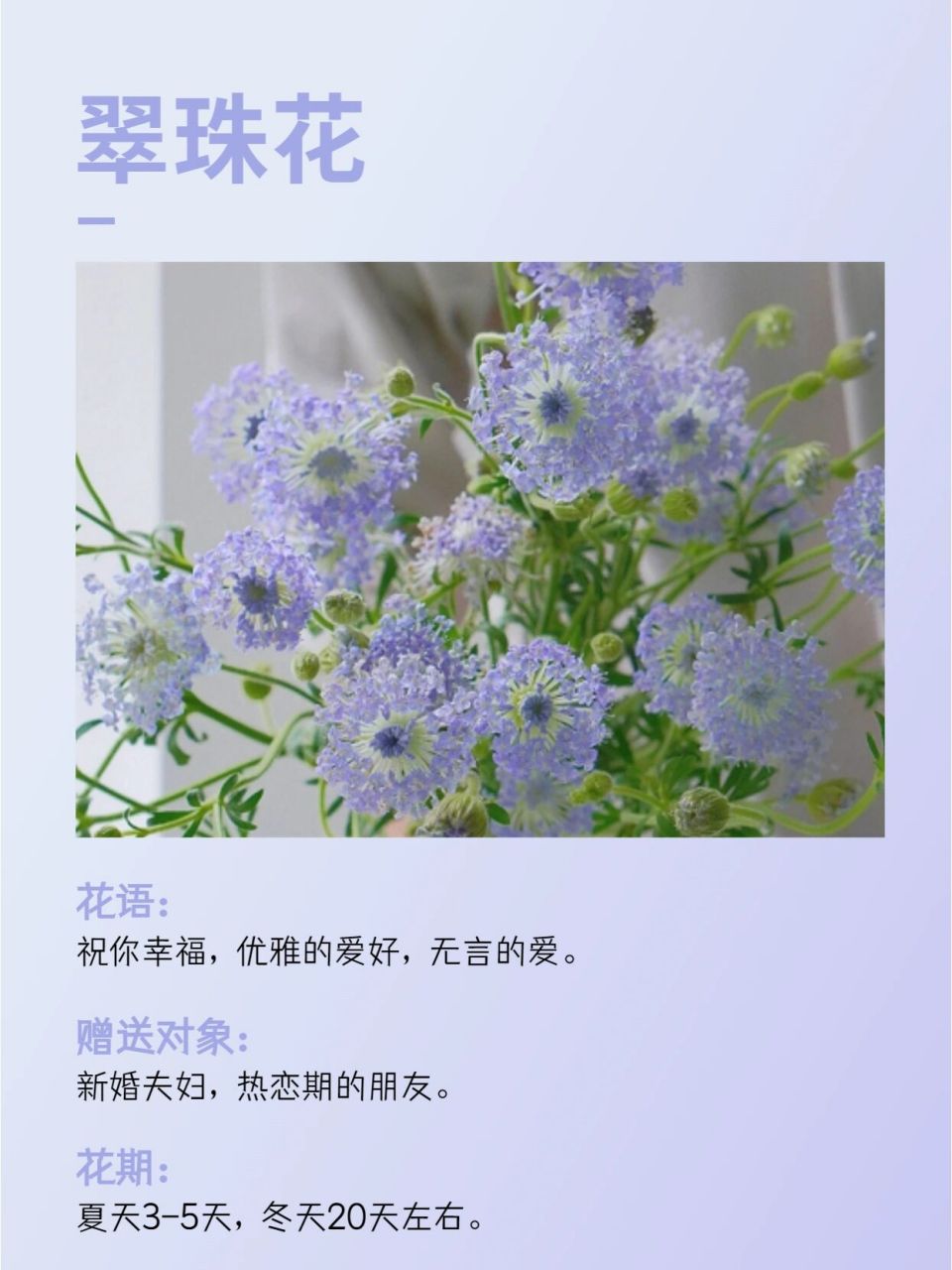 每天认识一朵花93翠珠花的花语太美了6015  哈喽,这里是城市的