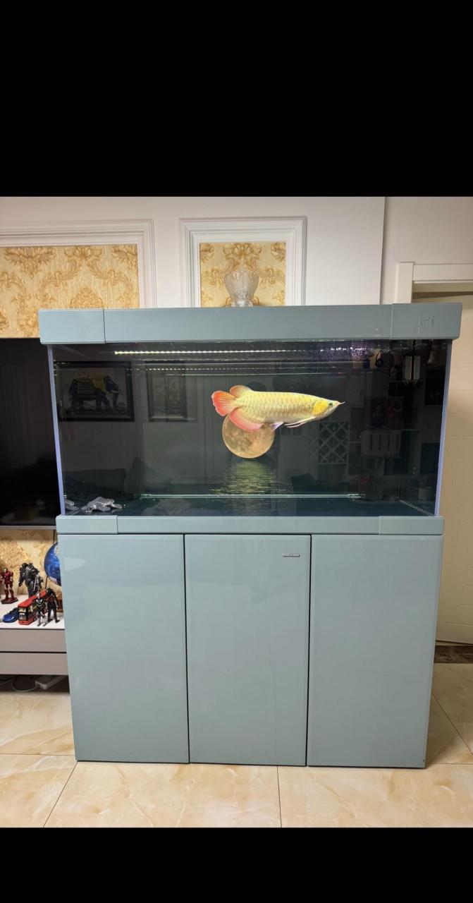 久鼎鱼缸(自己百度查)鱼也出(不议价)久鼎一共用了没有5个月,配套齐全