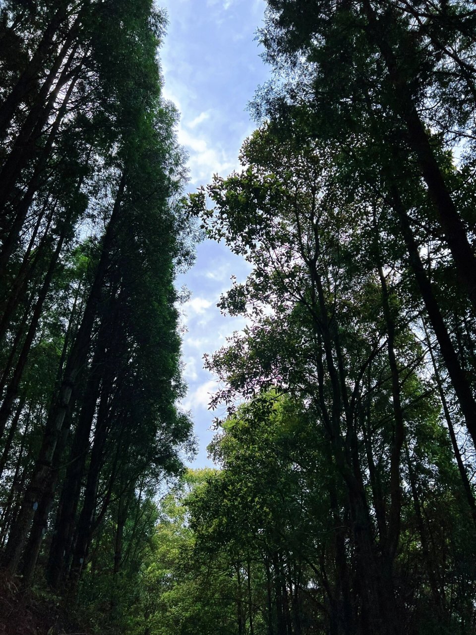 厦门莲花国家森林公园 一个小众打卡景点.