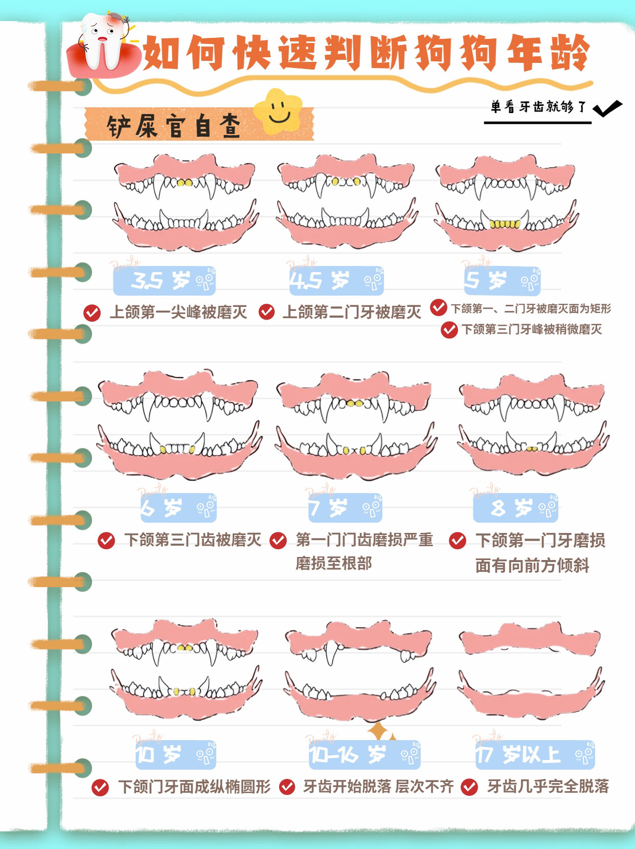 看狗牙齿判断年龄图解图片