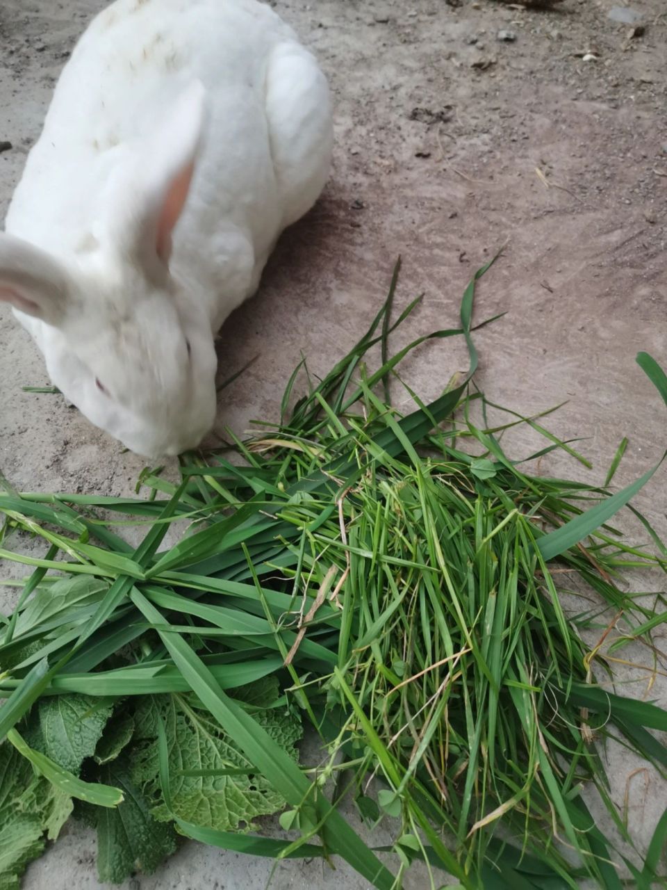 兔子吃的常见野草图片图片