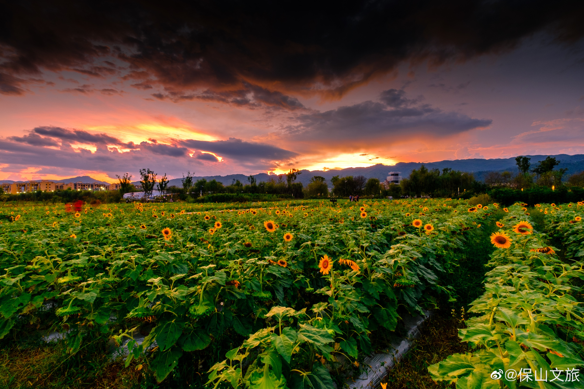 【千年茶乡 田园昌宁】昌宁,昌盛安宁之意,地处滇西大理,临沧,保山三