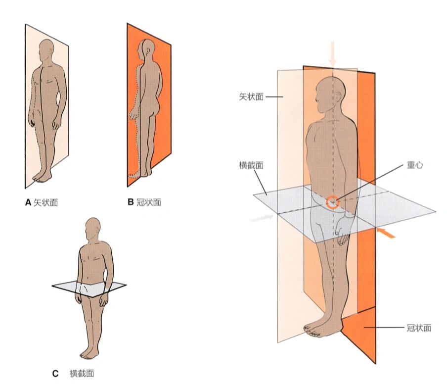 多图理解矢状面,冠状面与横截面