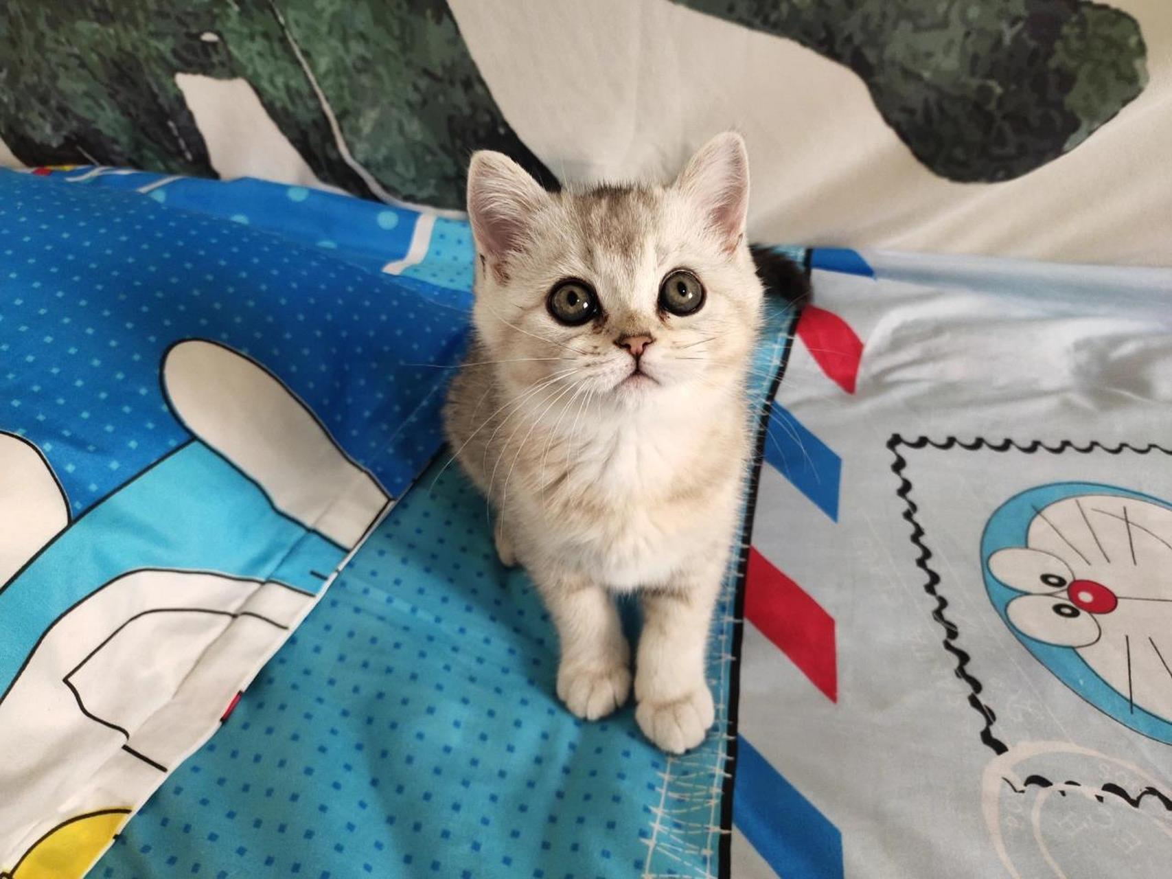 求回答!两个半月的幼猫可以吃水煮鸡胸肉吗 两个半月的小猫.