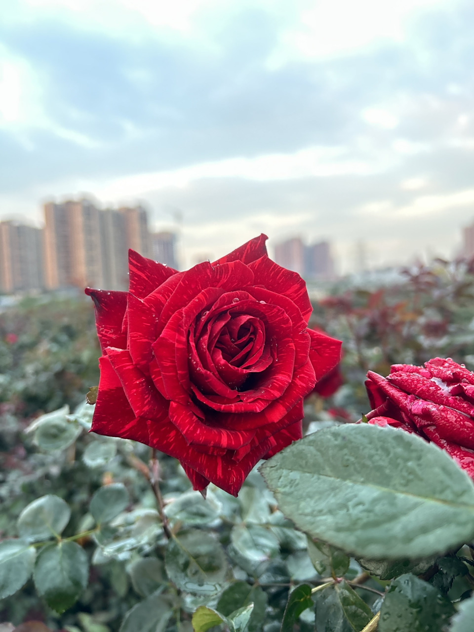 红色直觉 灌木月季花 花色:深红和浅红组成的条纹,花径在可以达到8