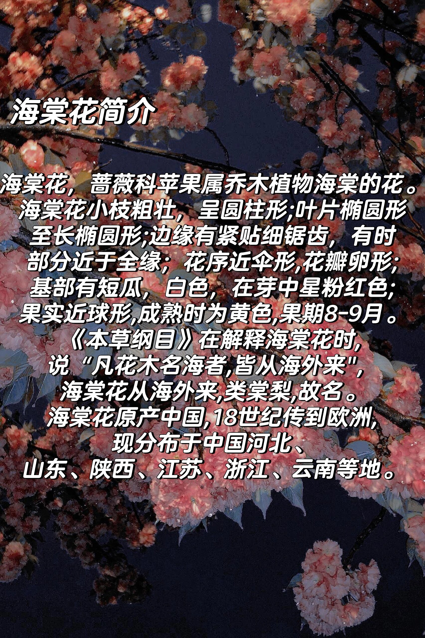 海棠花寓意 意象图片