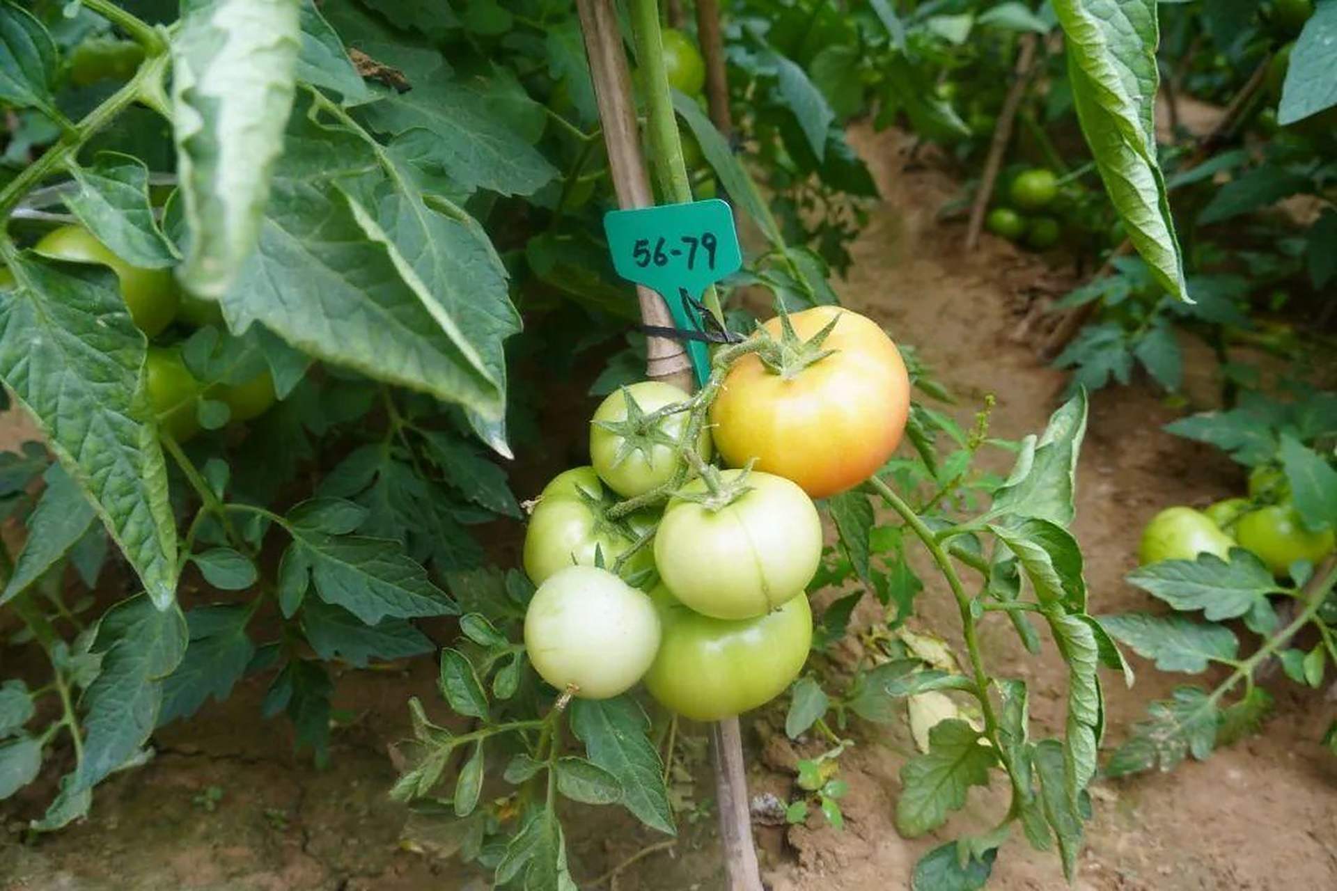 7000粒"菏泽籍"番茄种子上太空了!