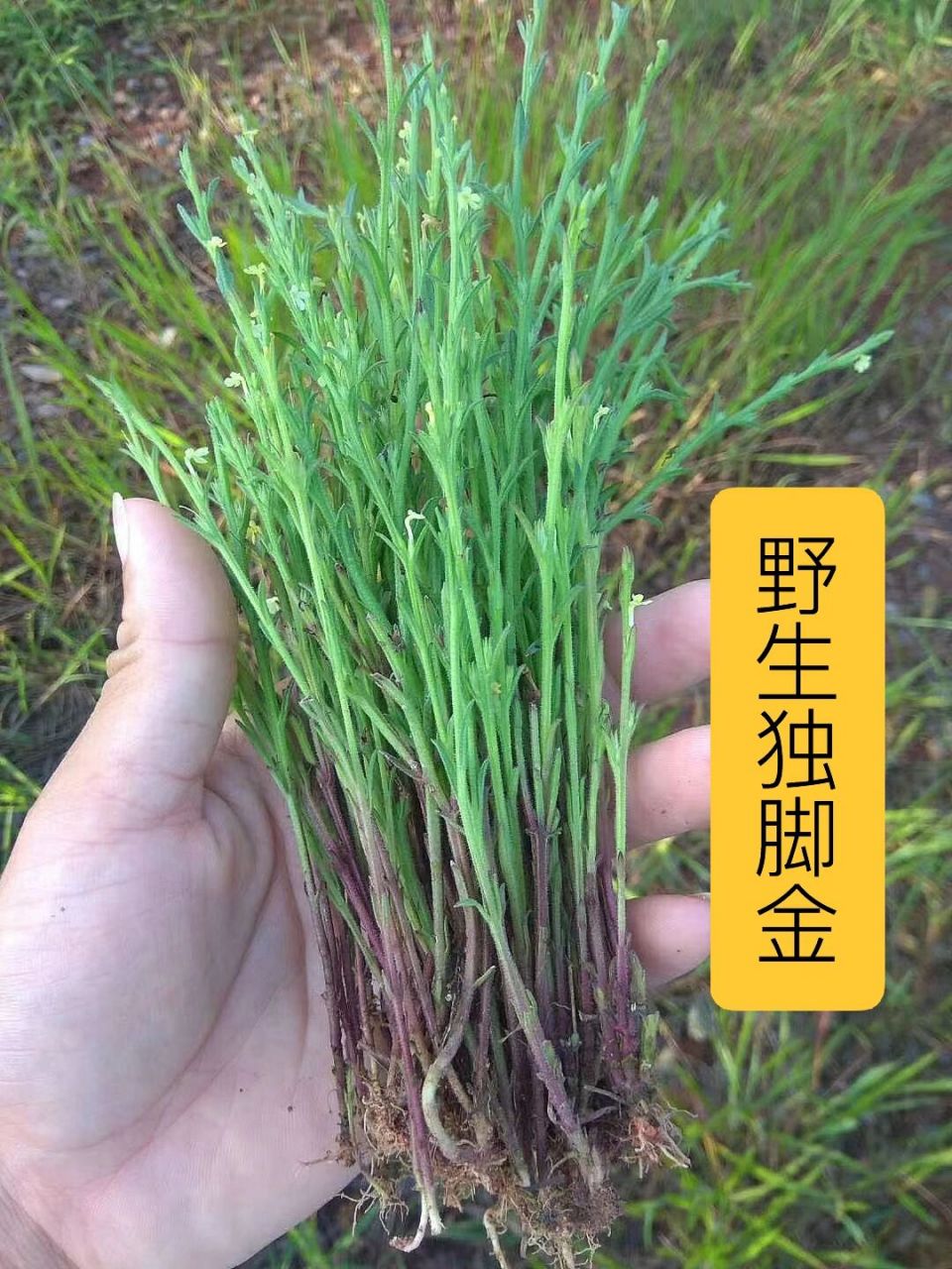 野生独脚金