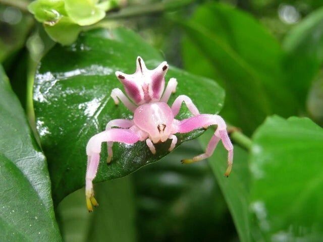 不结网蜘蛛.成年巴西蟹蜘蛛会发射紫外线一样的光波,吸引猎物 .
