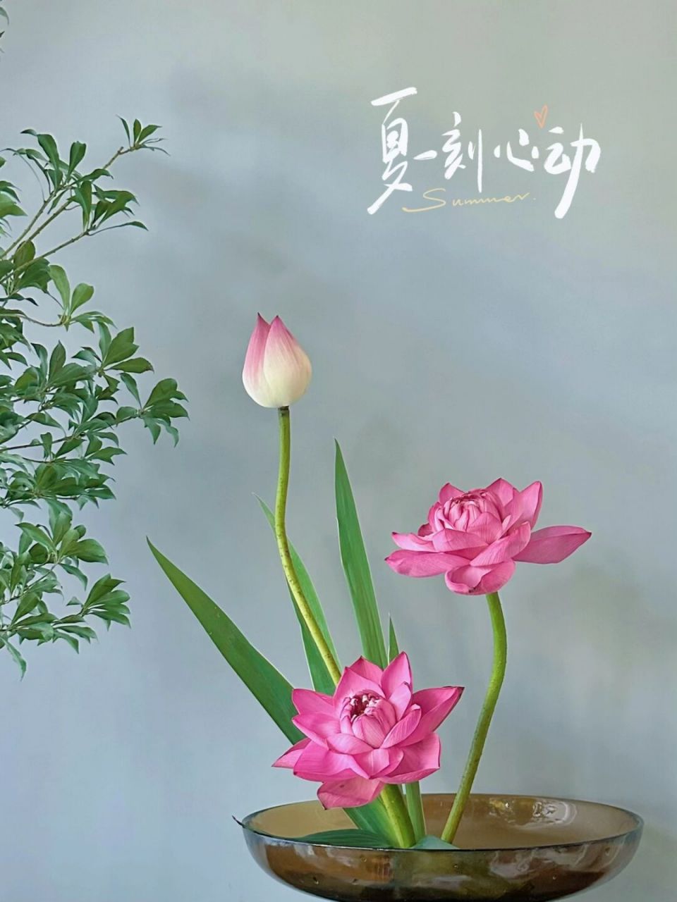 一念心清静,莲花处处开93 夏日荷花,养不够,看不腻.
