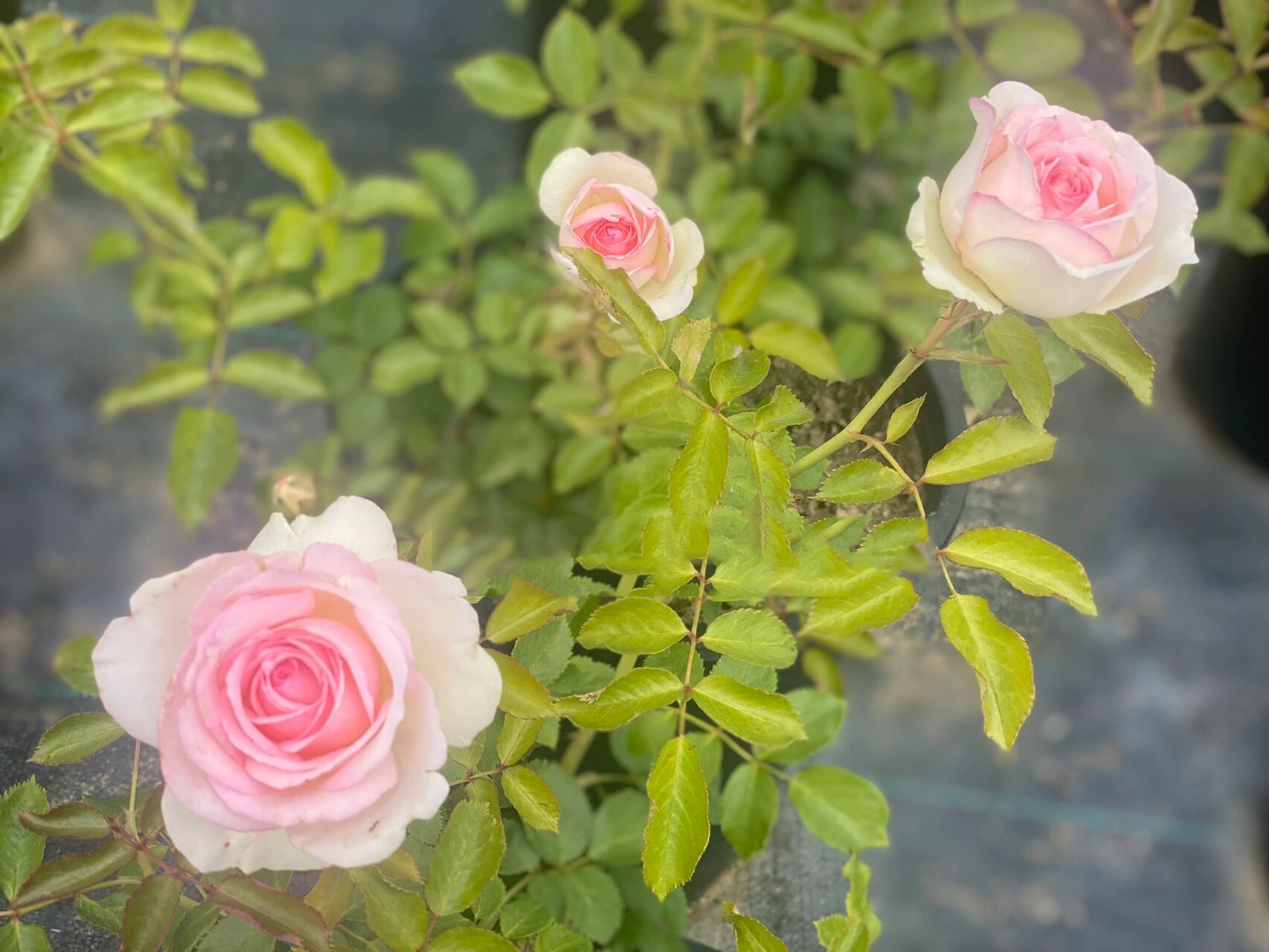 ontario的宝藏月季苗圃 95home depot的进阶版,品种更好,花型更美