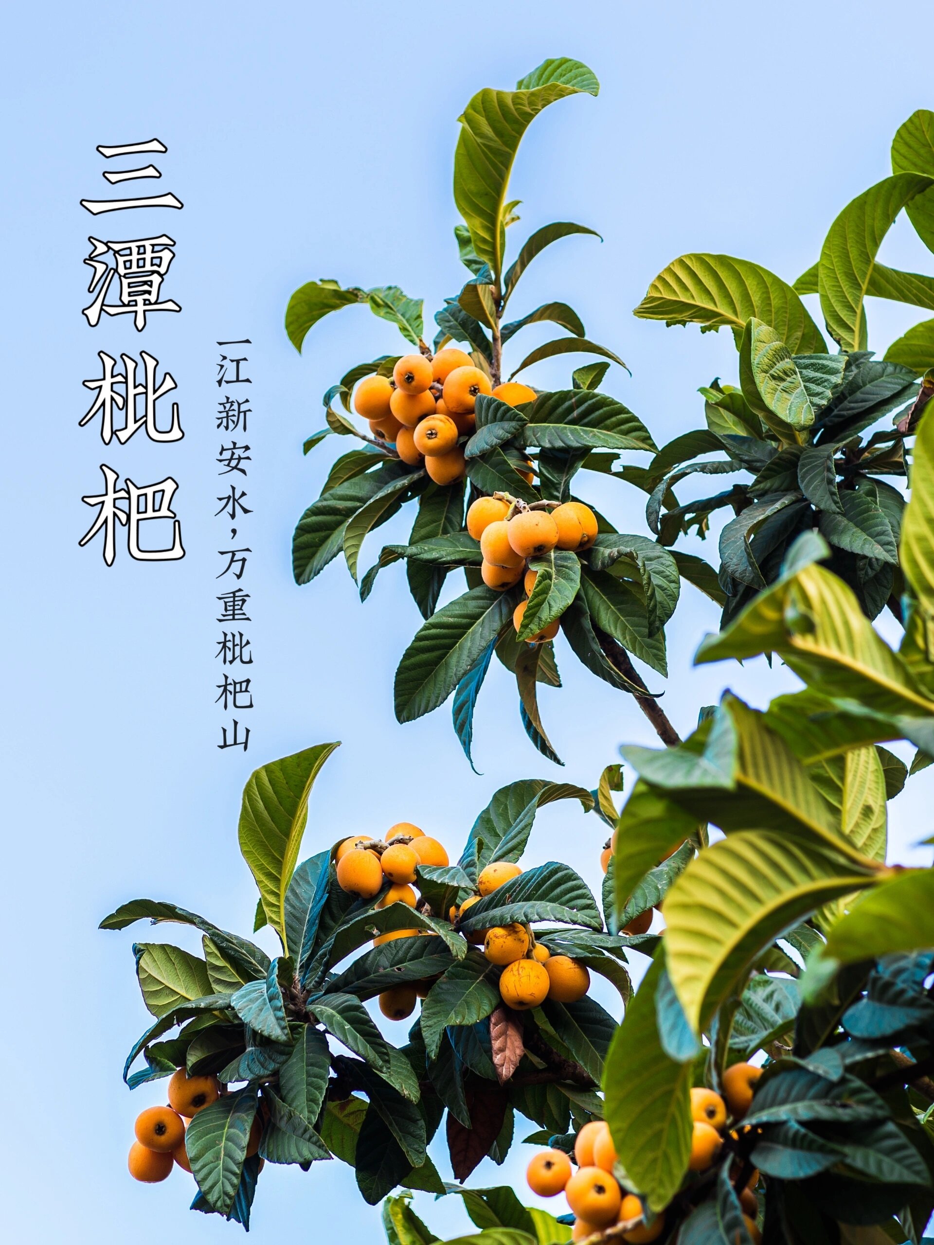 歙县三潭枇杷|一江新安水,万重枇杷山 新安江畔,不仅有山水画廊90