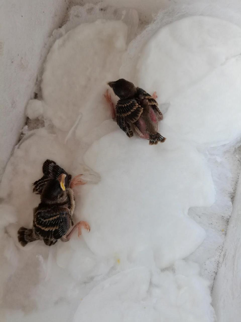 捡的麻雀幼鸟怎么喂养 自家院里捡的两只麻雀幼鸟,不知道该怎么喂养