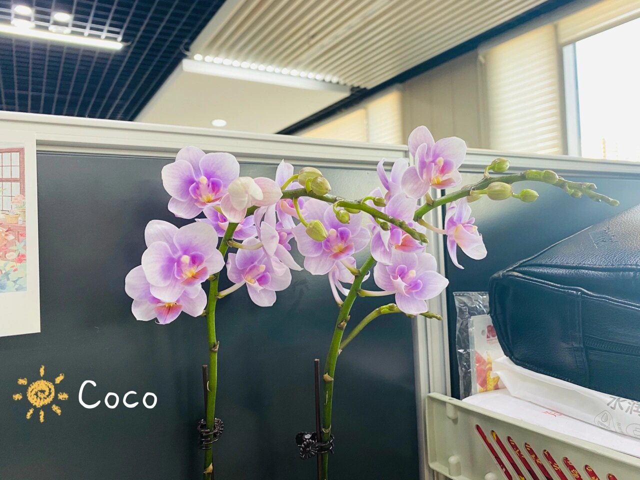 我美丽的蝴蝶兰 图1:招财猫,大辣椒,绿如意,小草莓,三色鸟(北京安海