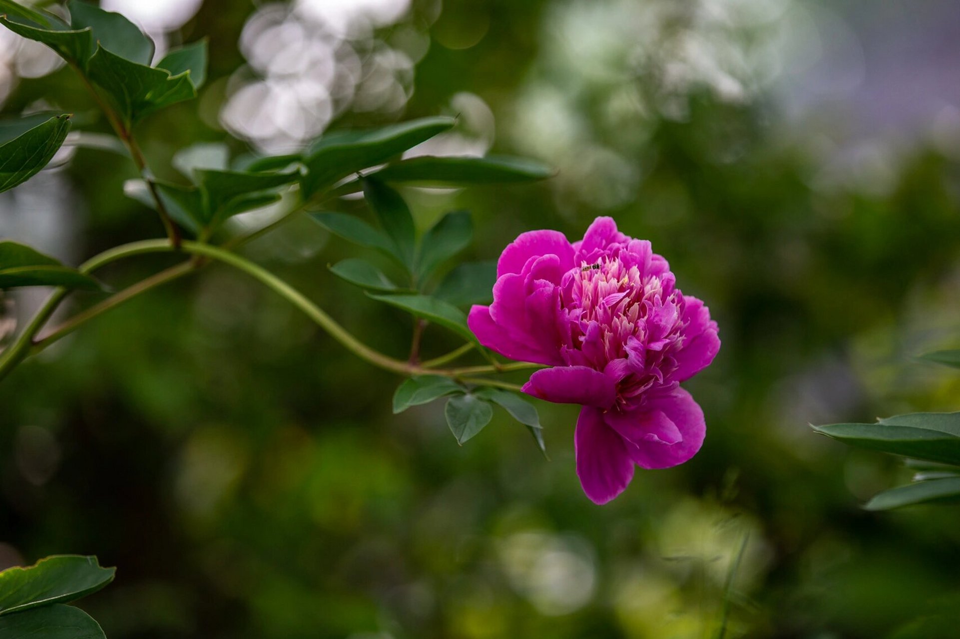 金带围—芍药中极品 芍药承春宠,何曾羡牡丹#烟花三月下扬州# #周末去