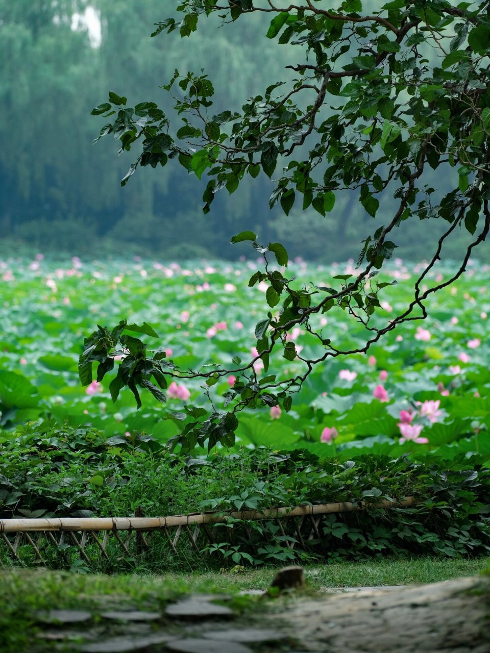 颐和园夏季图片