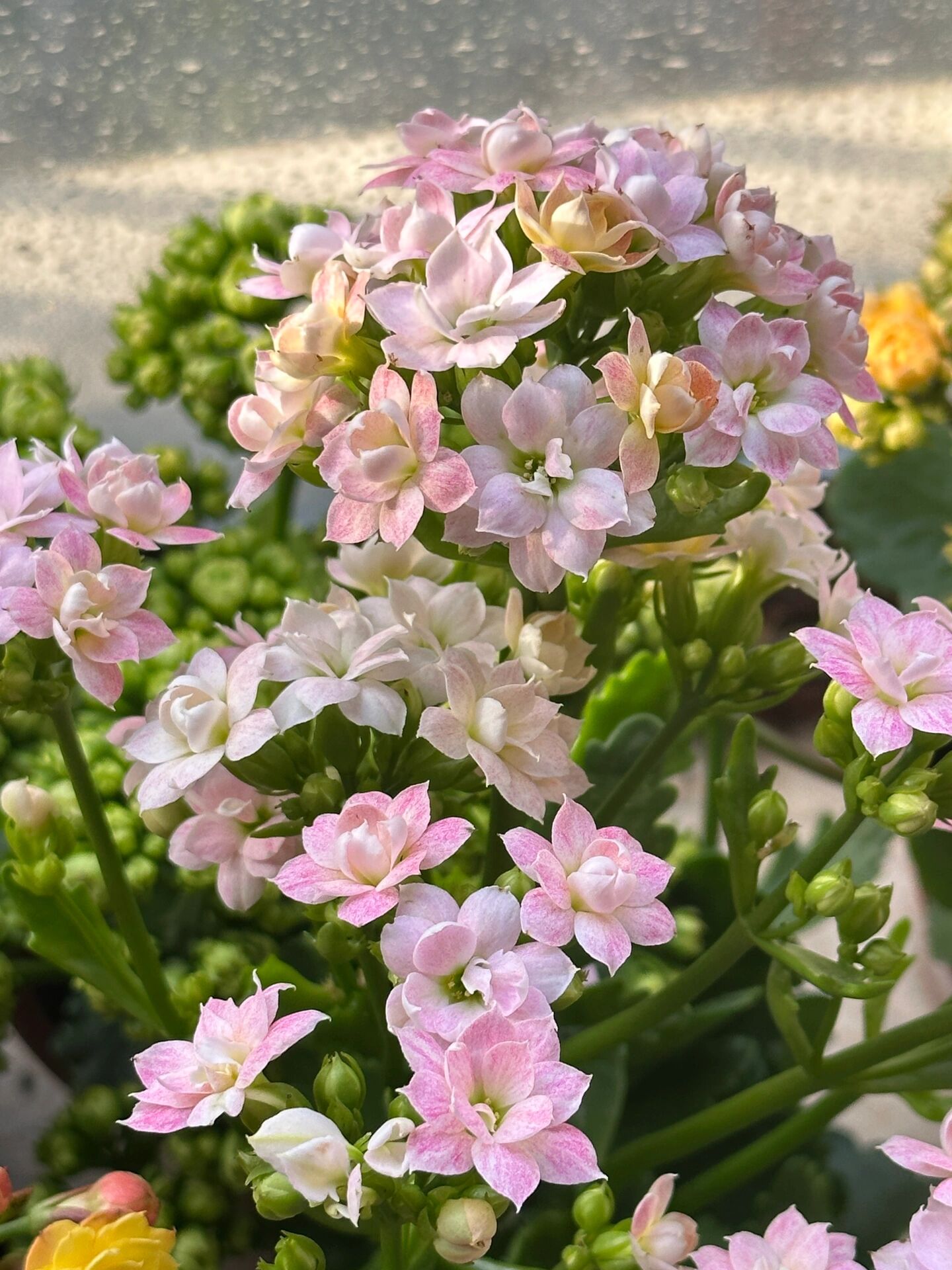 长寿花杰克图片