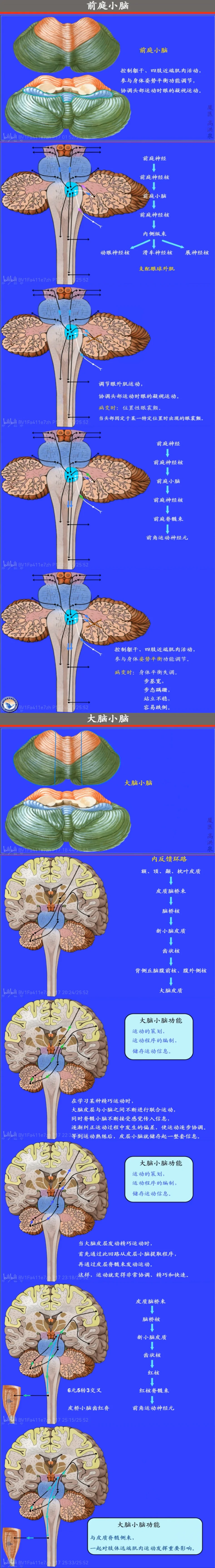 脑前庭在哪个位置图片图片