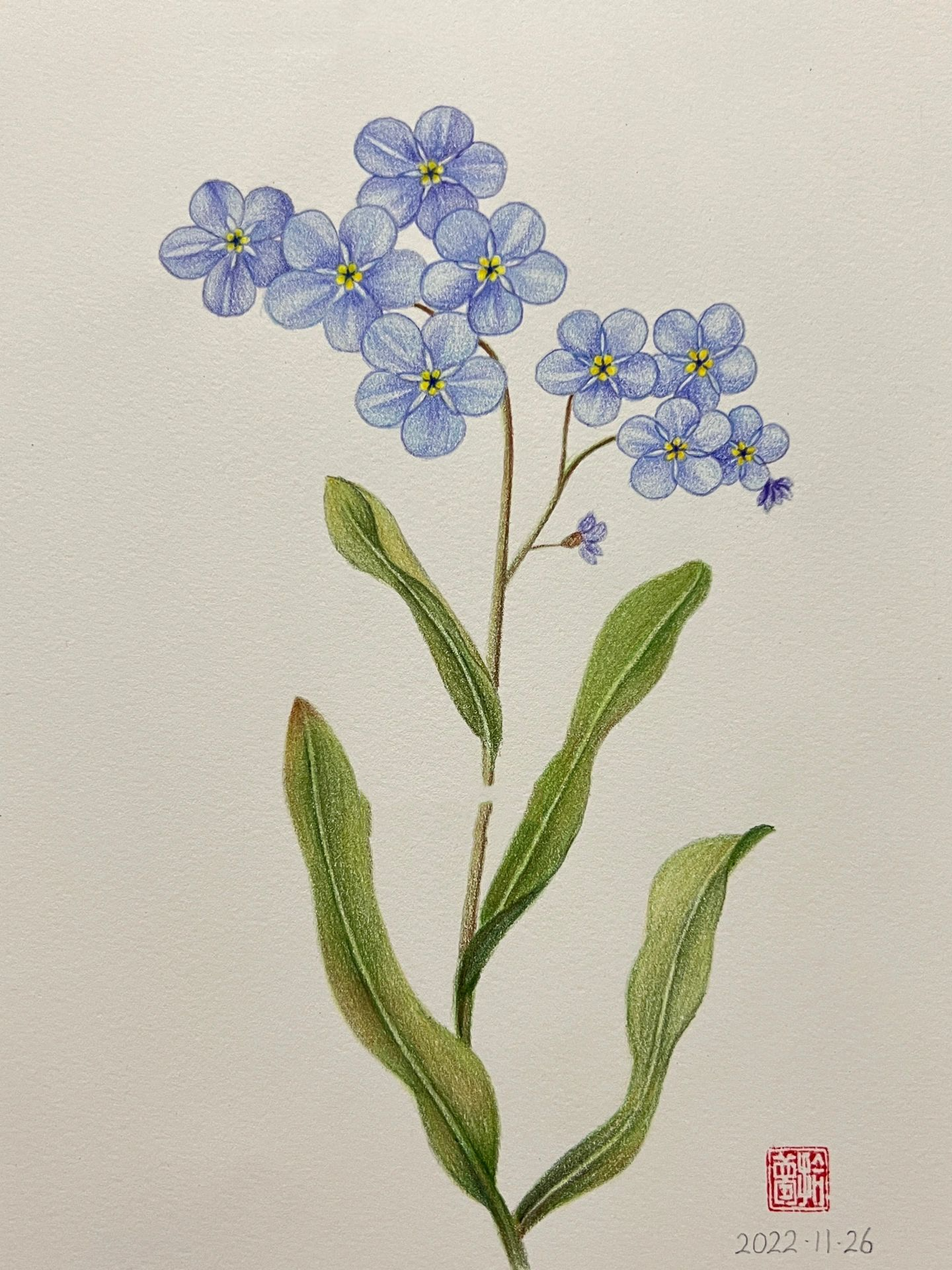 彩铅花卉——勿忘我,附步骤图