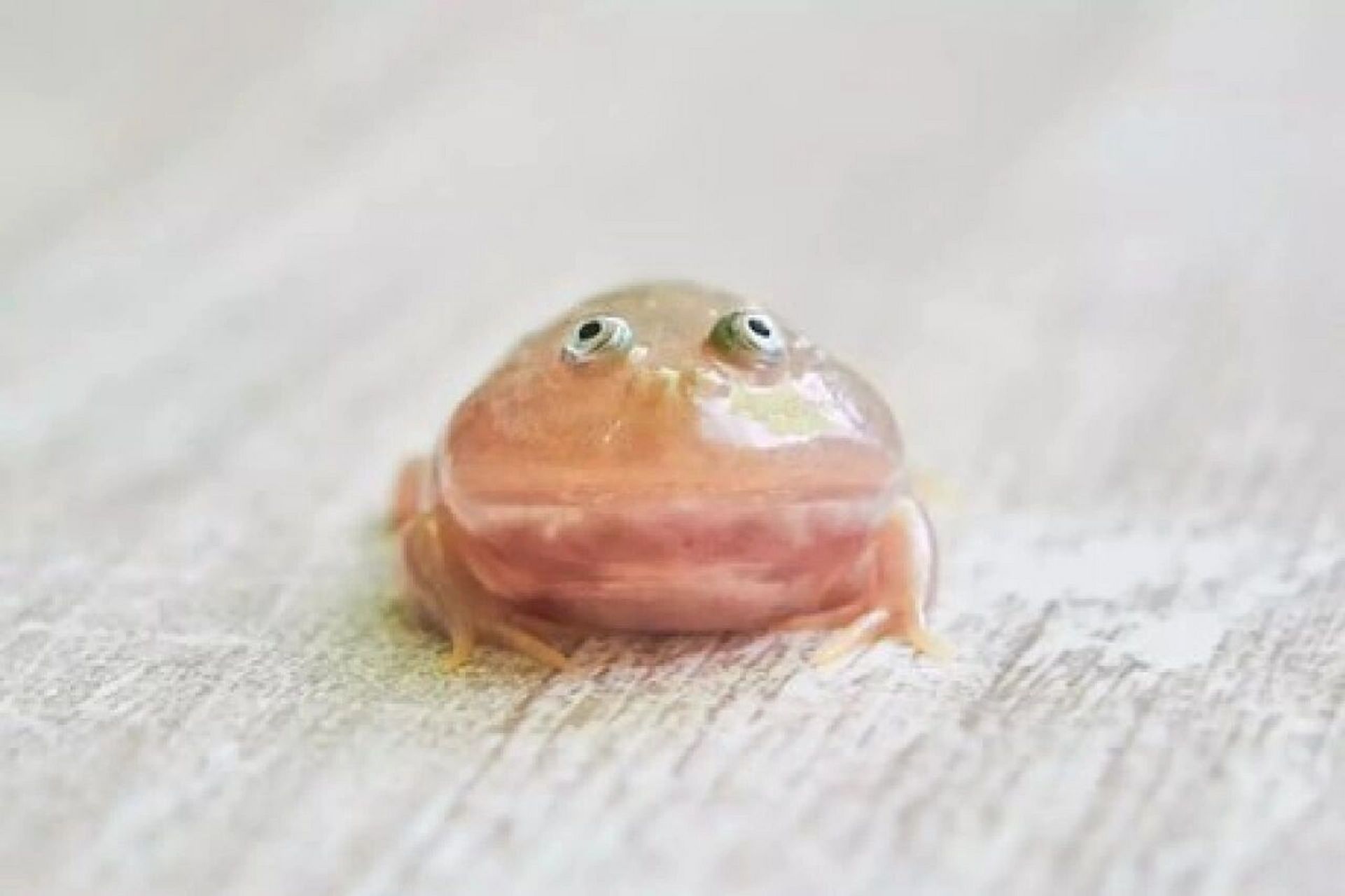 聊聊冷门宠物蛙:丑萌丑萌的阿根廷小丑蛙 这是第二期了,自从更了角蛙