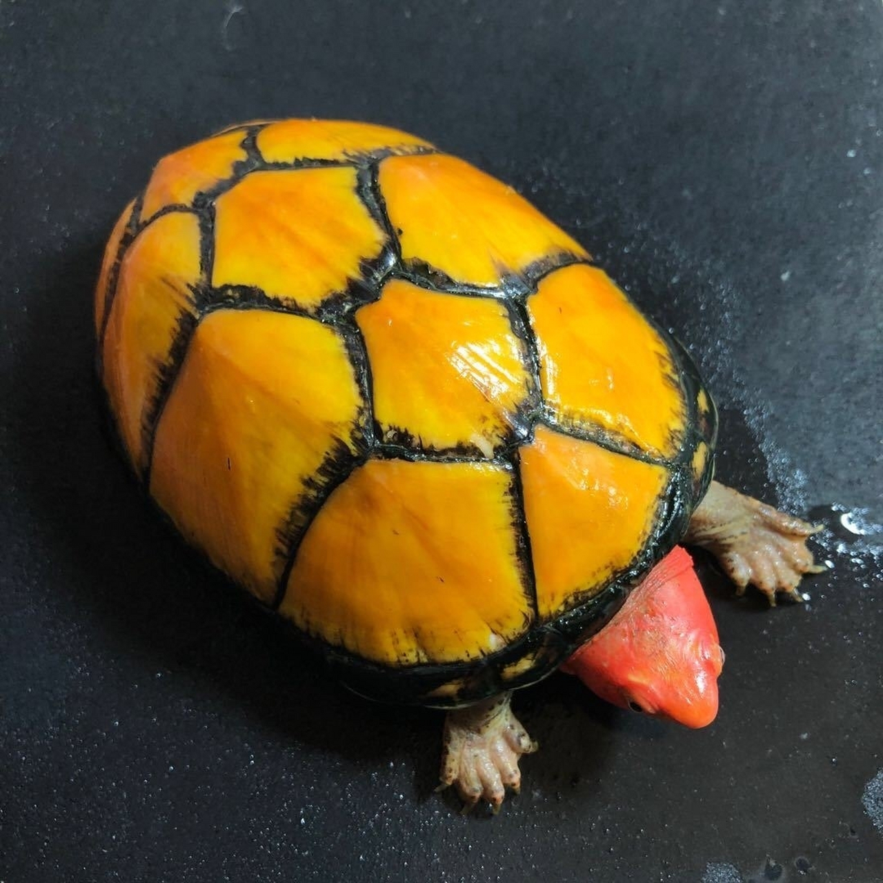 96红面蛋龟96 红面蛋龟(kinosternon scorpioides cruentatum),又