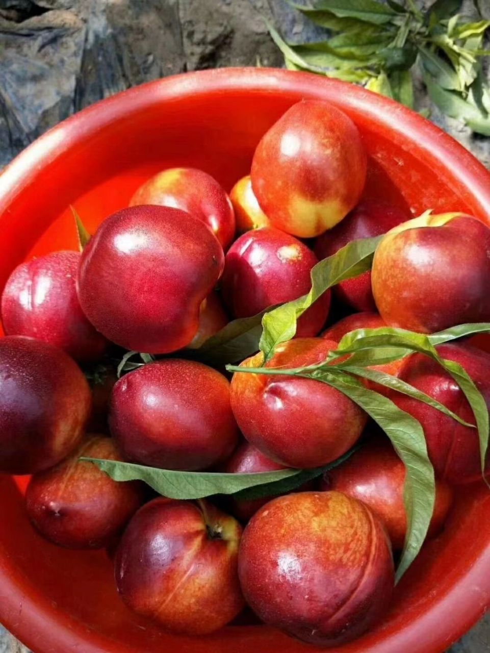 你们那里的油桃多少钱斤 爸妈种的大油桃,假期结束,老妈让多摘些返城