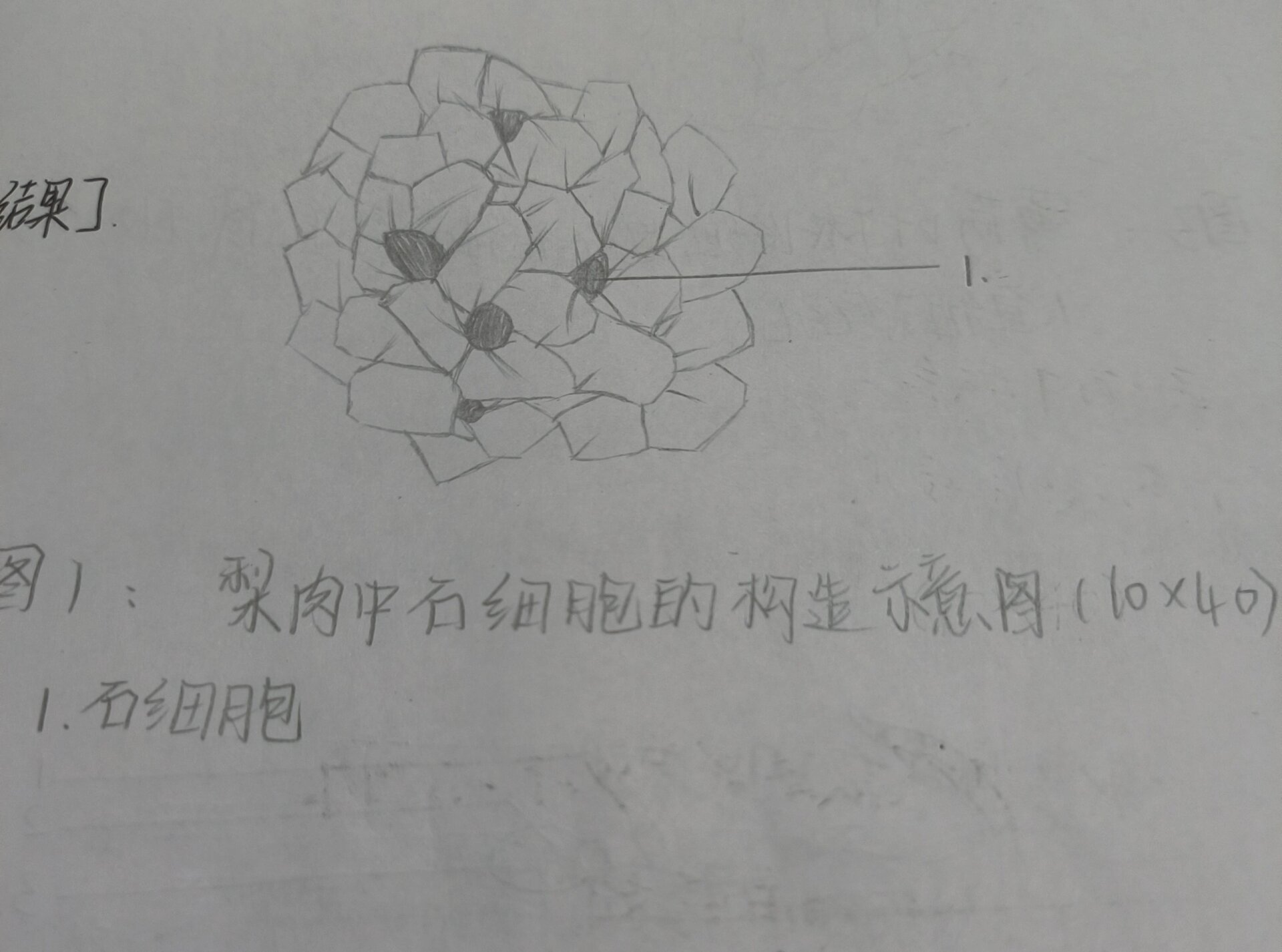 薄荷茎横切面简图手绘图片